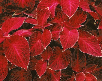 Wizard Red Velvet Coleus Seeds - Shade Garden Plants - 100 Seeds