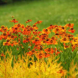 Helenium Seeds - Sneezeweed Helenium Autumnale Flower Seed - 2000 Seeds