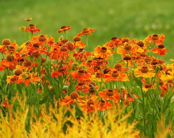 Helenium Seeds - Sneezeweed Helenium Autumnale Flower Seed - 2000 Seeds
