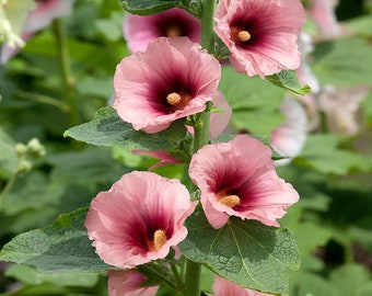 Perennial Alcea Rosea Halo Apricot Hollyhock Garden Flower Seeds - 50 Seeds