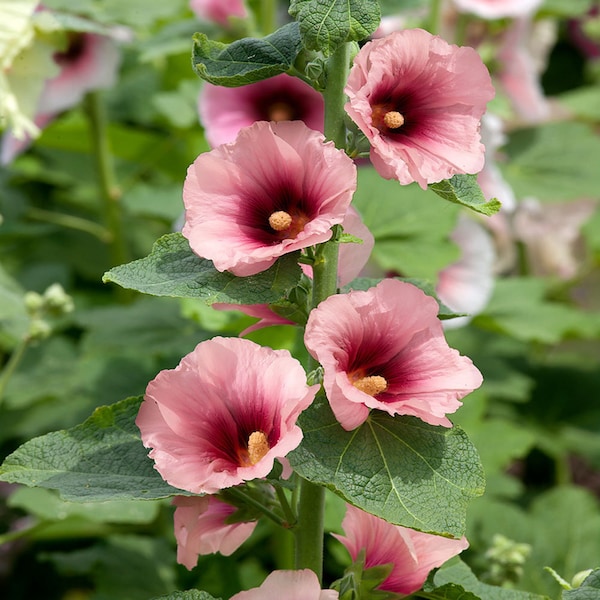 Perennial Alcea Rosea Halo Apricot Hollyhock Garden Flower Seeds - 50 Seeds