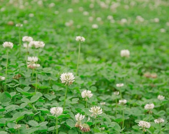 White Dutch Clover Seed for Erosion Control, Ground Cover, Lawn Alternative, Pasture, Forage, & More Options from 1/4 LB to 50 LB