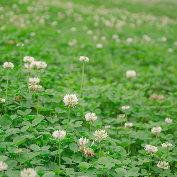 White Dutch Clover Seed for Erosion Control, Ground Cover, Lawn Alternative, Pasture, Forage, & More Options from 1/4 LB to 50 LB