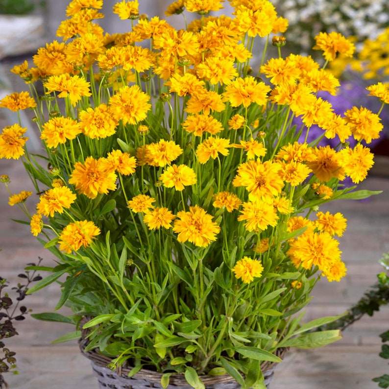 Coreopsis Grandiflora Drought Tolerant Early Sunrise Garden Flower ...