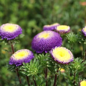 Aster Seeds -  Aster Callistephus Pompon Blue Flower Seed  - 1000 Seeds