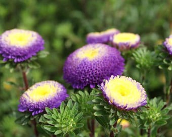 Aster Seeds -  Aster Callistephus Pompon Blue Flower Seed  - 1000 Seeds