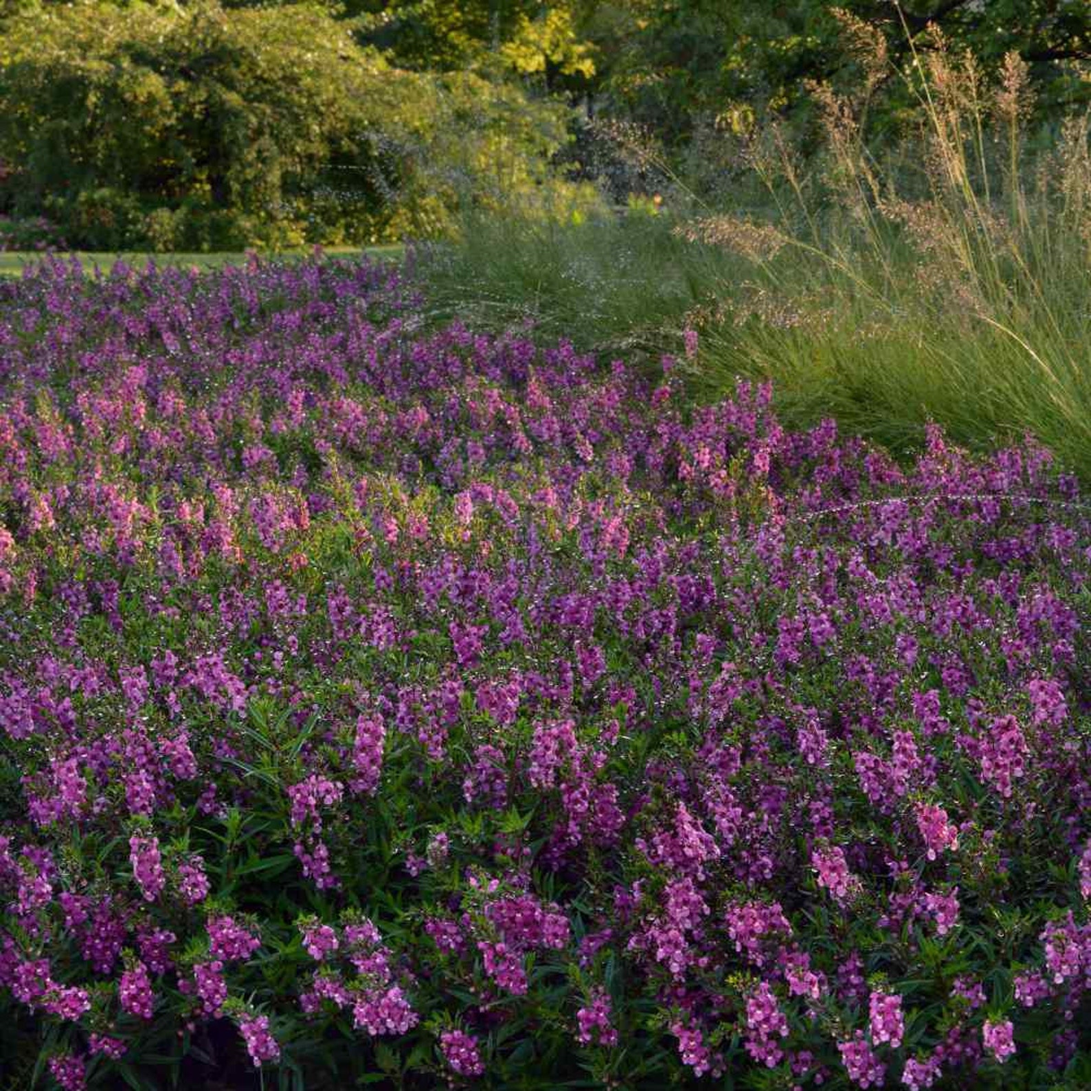 Drought Tolerant Raspberry Angelonia Serenita Garden Flower Plant Seeds ...