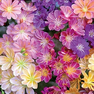 Lewisia Seeds - Lewisia Rainbow Hybrids Flower Seed Mix - 50 Seeds