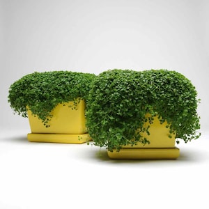 Corsican Mint Ground Cover Plant Seed - 50 Pellets