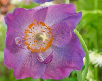 Himalayn Poppies Seed - Hensol Violet Poppy Flower Seeds - 200 Seeds