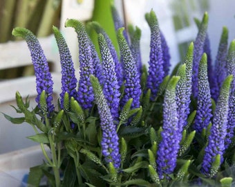 Veronica Seeds - Spike Speedwell  Flower Seed - 1000 Seeds