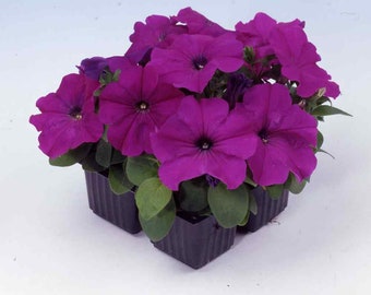 Petunia Multiflora Seed - Violet Petunia Flower Seeds - 500 Seeds