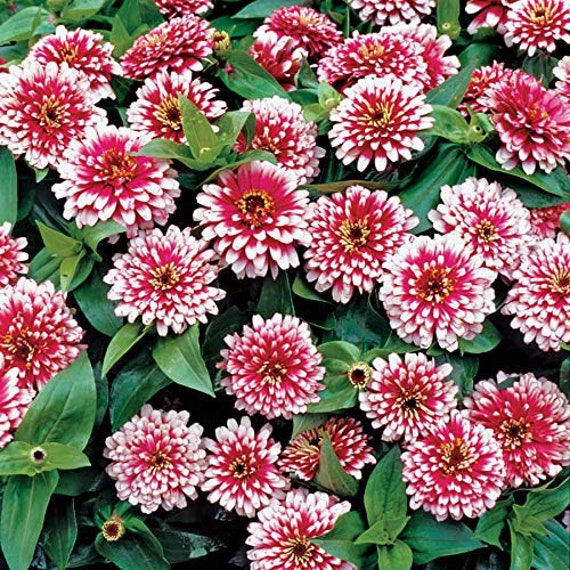 Zinnia Swizzle Cherry Ivory Flower Seeds - 30 Seeds - Etsy