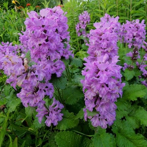 May include: A cluster of vibrant purple flowers with green leaves. The flowers are arranged in a dense, vertical cluster, creating a striking visual display.