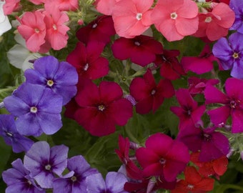 May include: A close-up of a mix of colorful flowers. The flowers are in shades of pink, red, purple, and white. The flowers are in bloom and have a variety of shapes and sizes.