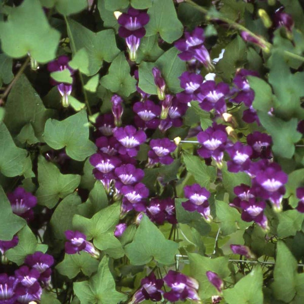 Asarina Seeds - Climbing Snapdragon Flower Seed  - 100 Seeds