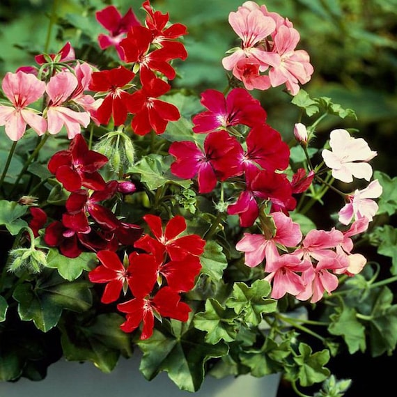 potted plant saucer Mia