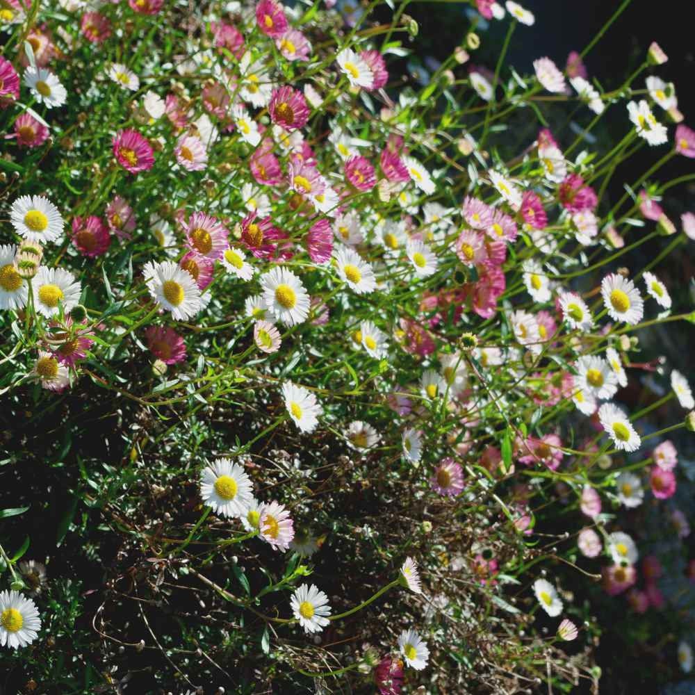 Erigeron Seeds - Karvinskianus Santa Barbara Daisy Flower Seed - 2000 Seeds