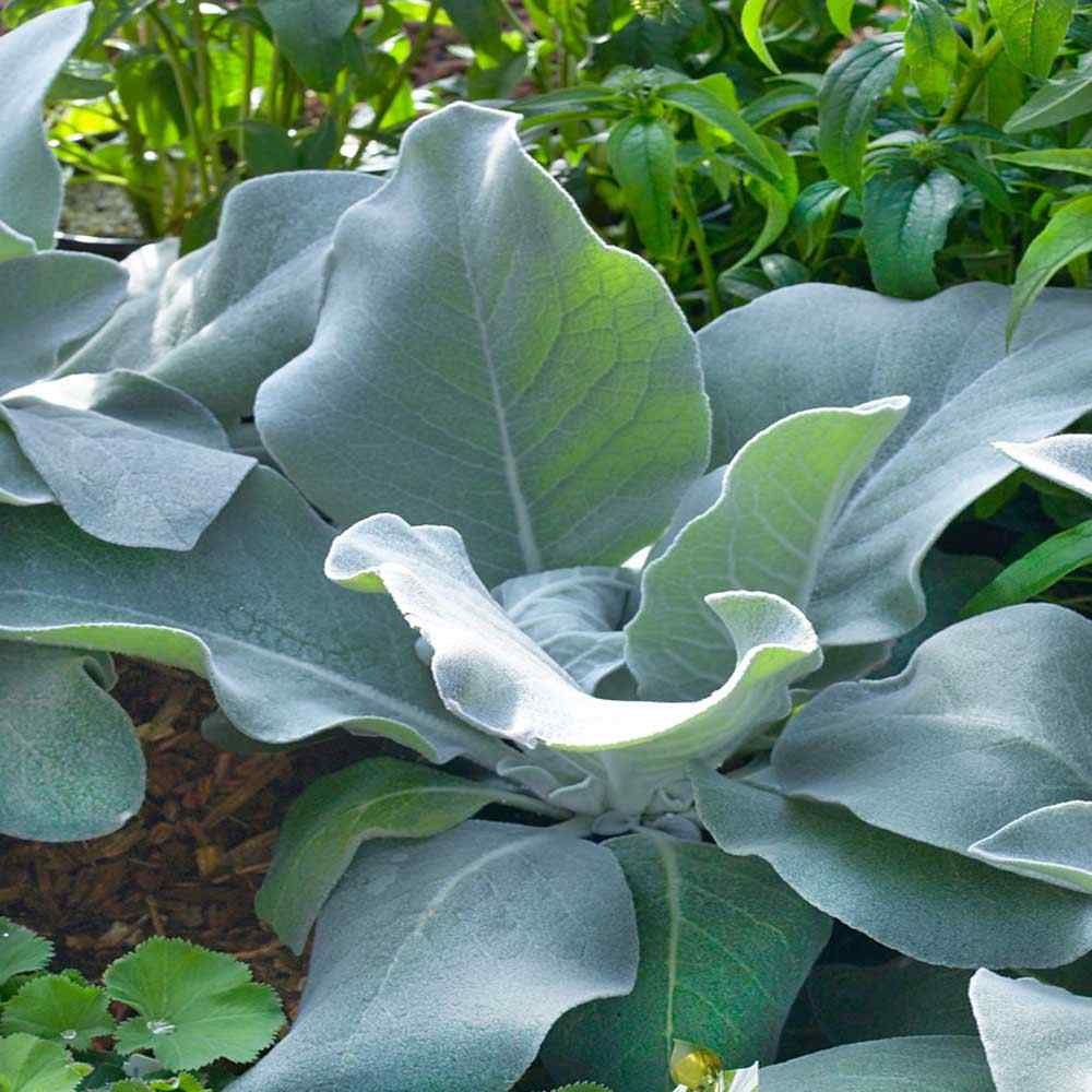 Verbascum Arctic Summer Silver Mullein Garden Flower Plant Seeds