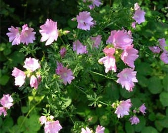 Hollyhock  Malva Moschata Rose Musk Mallow Drought Tolerant Garden Flower Plant Seed - 2000 Seeds