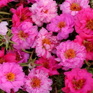 Portulaca Grandiflora Happy Hour Pink Passion Groundcover Seed Mix - 500 Seeds