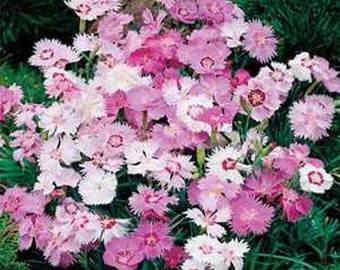 Dianthus Seed - Dianthus Plumarius Sweetness Ground Cover Seeds - 200 Seeds