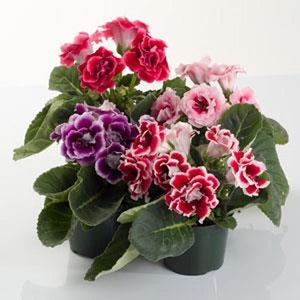 Gloxinia Seeds - Florist's Gloxinia Sinningia Speciosa Flower Seed - 25 Seeds