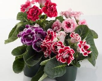 Gloxinia Seeds - Florist's Gloxinia Sinningia Speciosa Flower Seed - 25 Seeds