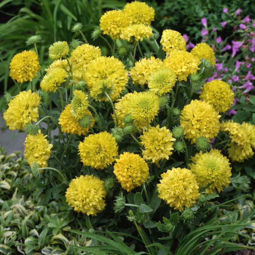 Gaillardia Blanket Flower Drought Tolerant Yellow Garden Flower Plant