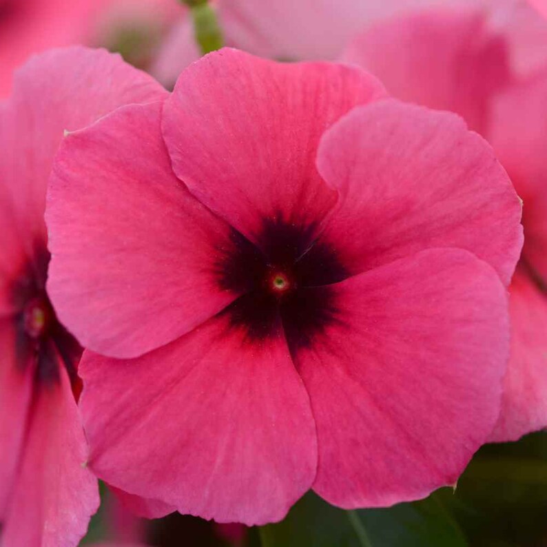 Periwinkle And Raspberry Drought Tolerant Periwinkle Tattoo Raspberry Garden Flower Seeds - 50 ...