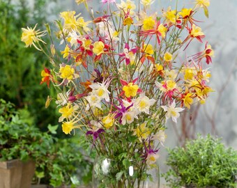 Columbine Seed - Aquilegia Caerulea Flower Seed Mix - 2000 Seeds