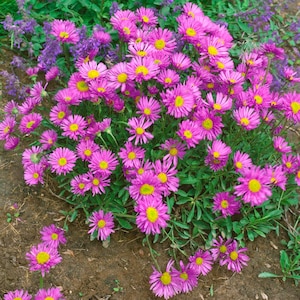 Aster Seeds - Aster Alpinus Pink Flower Seed - 4000 Seeds