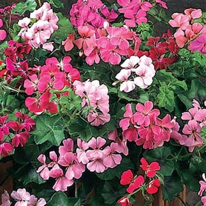 Flower Seed - Ivy Leaf Geranium Seeds Mix - 10 Seeds