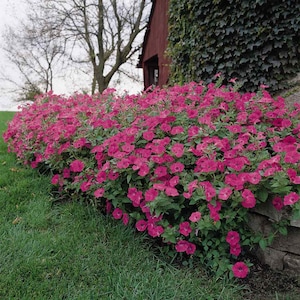 May include: A vibrant pink petunia flower bed in full bloom, planted along a stone wall and green lawn. The flowers are densely packed, creating a lush and colorful display.