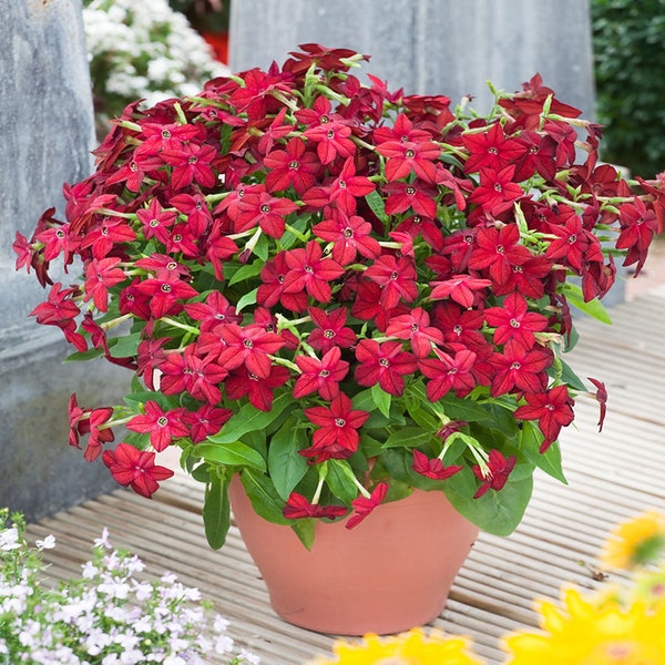 Annual Red Flowering Tobacco Plants From Flower Seeds - 200 Seeds