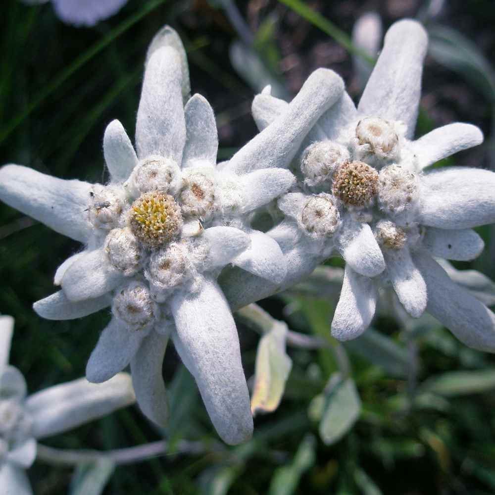 Edelweiss Seeds Leontopodium Alpinum Ground Cover Seed 10000 Seeds Etsy