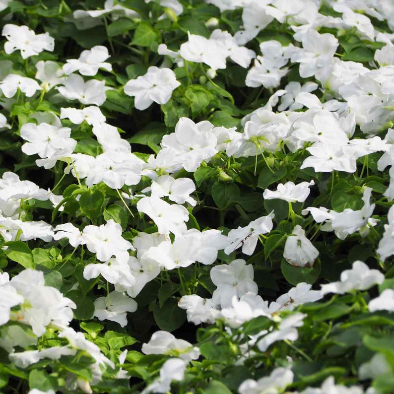 Drought Tolerant Periwinkle Vinca Rosea White Ground Cover Plant Seed