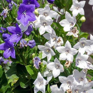 White Balloon Flower Seeds - Platycodon Grandiflorus Flower Seed - 2000 Seeds