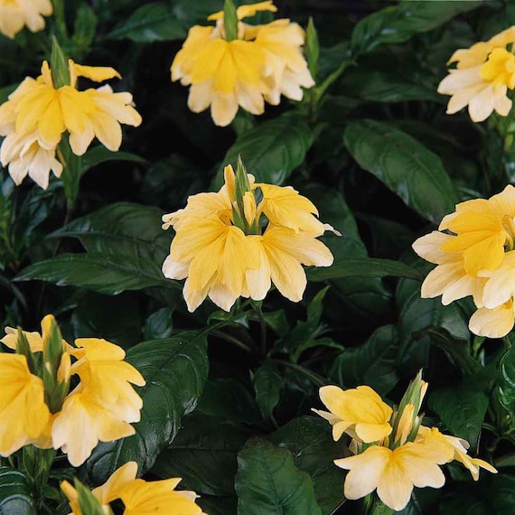 Crossandra Seeds - Yellow Firecracker Flower Seed - 15 Seeds - Etsy