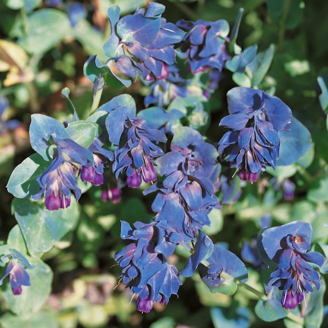 Honeywort Seeds - Cerinthe Major Flower Seeds - 100 Seeds - Etsy