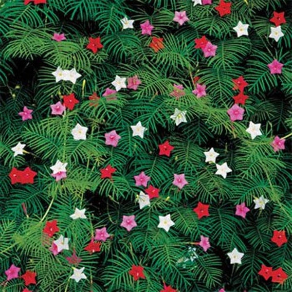 Cypress Vine Seeds - Ipomoea Pennata Mix Flower Seeds - 100 Seeds