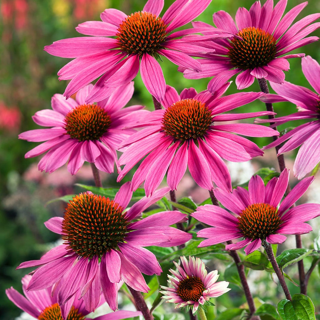 Purple Coneflower Echinacea Purpurea Magnus Garden Flower With Drought
