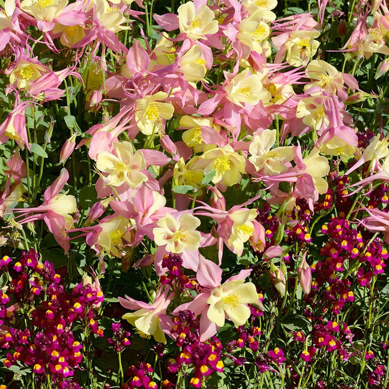 Aquilegia Pink Yellow Columbine Perennial Cut Flower Seeds Etsy