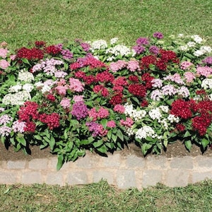 May include: A flower bed with a variety of pink, red, and white flowers. The flowers are in bloom and are surrounded by green leaves. The flower bed is edged with a row of stones.