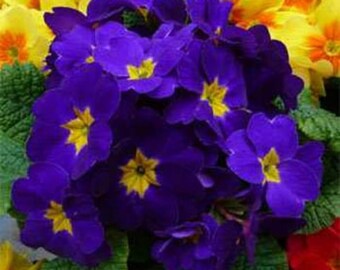Primrose Seeds - Primula Acaulis Blue Common Primrose Flower Seed - 100 Seeds