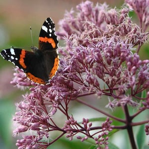Eupatorium Seeds - Eupatorium Maculatum Joe Pyeweed Flower Seeds - 10000 Seeds