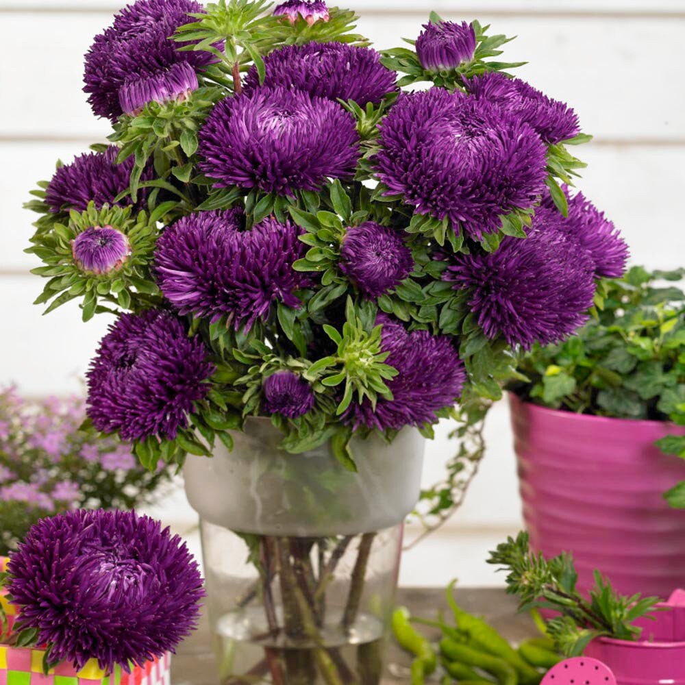 Aster Seeds Tiger Paw Aster Flower Seeds 2000 Seeds - Etsy