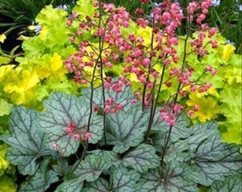 Heuchera Seed - Heuchera Americana Coral Bells Flower Seeds - 1000 Seeds