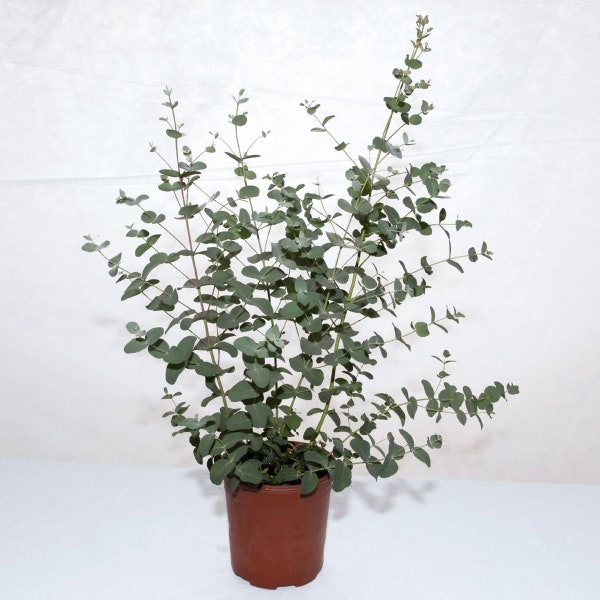 Drought Tolerant Eucalyptus Globulus Silverdrop Garden Plant Seed - 100 Seeds