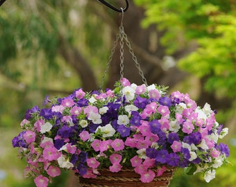 Spreading Petunia Flower Seeds - Shock Wave Spark Mix - 30 Seeds